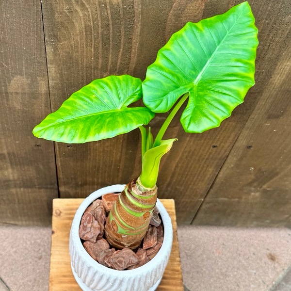 観葉植物：クワズイモ*鉢植え 受皿付 バークチップ | 観葉植物 