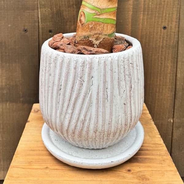 クワズイモ 合成樹脂鉢 お皿付き 楽天市場】おしゃれ 観葉植物：クワズイモ 鉢植え*受皿付 くわ