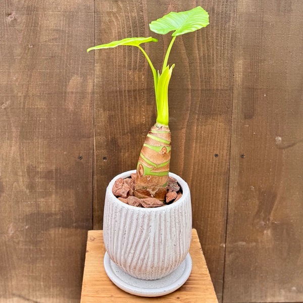 クワズイモ 合成樹脂鉢 お皿付き 楽天市場】クワズイモ（サイズ（植木鉢）4 ～ 6号）の通販