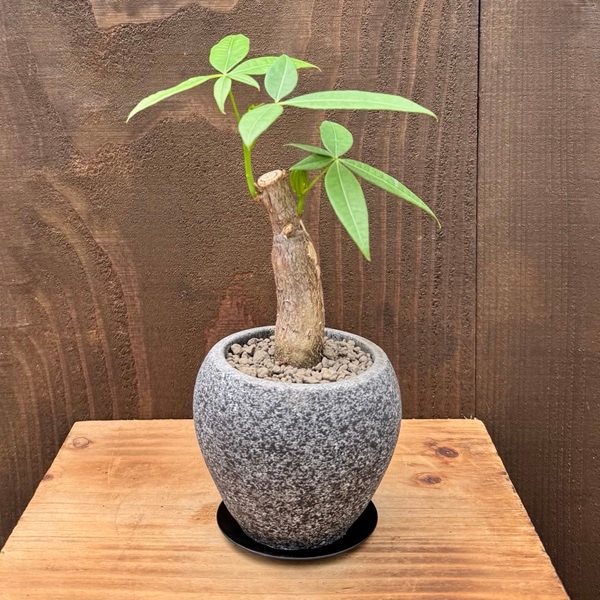 観葉植物：パキラ 鉢植え*受皿付 鉢色選べます | 観葉植物,テーブル