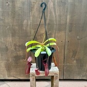 ���տ�ʪ ���ʪ�����ĥܥ����� �ͥڥ�ƥ� �֥�å�����*5���ߤ� �ͥڥ󥷥� �֥ꥸ���� N. Briggsiana