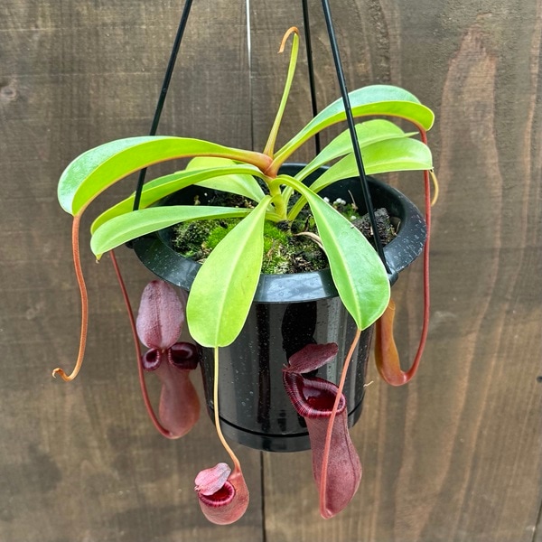 観葉植物 食虫植物：ウツボカズラ ネペンテス ブリッジアナ*5号吊り