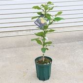 ���ڡ����ڡ��̼������ڡ��٥륬��åȡʤ٤뤬��äȡ�*�ġ������륰�쥤������