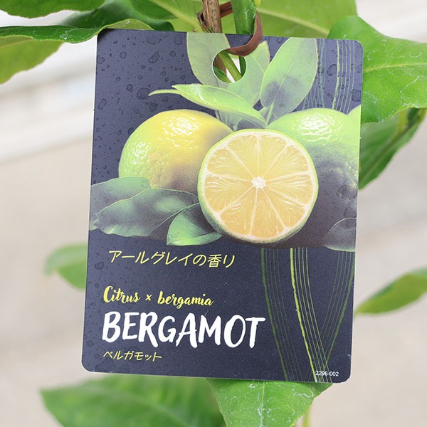 庭木 植木 果樹 苗木：ベルガモット（べるがもっと）*苗 アールグレイ