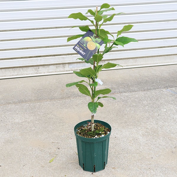 庭木 植木 果樹 苗木：ベルガモット（べるがもっと）*苗 アールグレイ