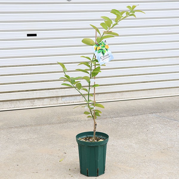 ڡڡ̼ڡ󥫥饤ʤ󤫤餤*ܤϥ󥫥Ȥϥ饤