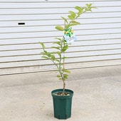 ڡڡ̼ڡ󥫥饤ʤ󤫤餤*ܤϥ󥫥Ȥϥ饤