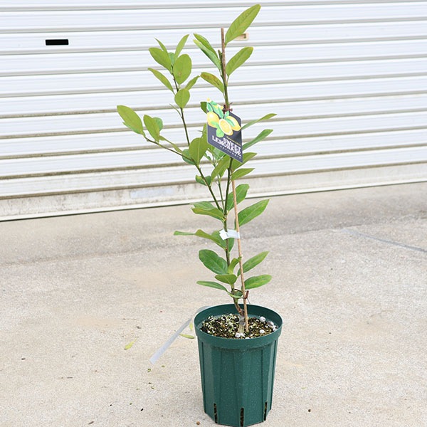 ���ڡ����ڡ��̼������ڡ��������ȥ��͡��ɡ���*�ߥ���ȥ���θ��ۼ