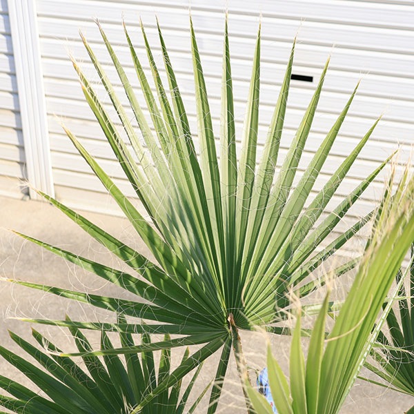 特大庭木 植木 ：ワシントンヤシ（ワシントン椰子） ヤシの木* 特良
