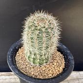 ܥƥ󡧥ΥץضorȾض*3