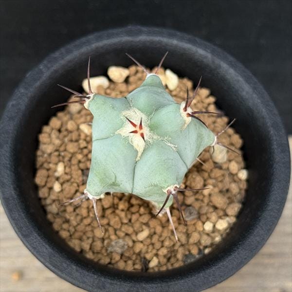 サボテン：エキノカクタス 巌（いわお）実生*幅3.5cm | サボテン