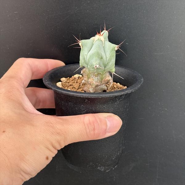 サボテン：エキノカクタス 巌（いわお）実生*幅3.5cm