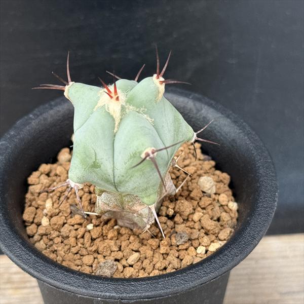 エキノカクタス platyacantus 40苗 抜き苗 エキノカクタス