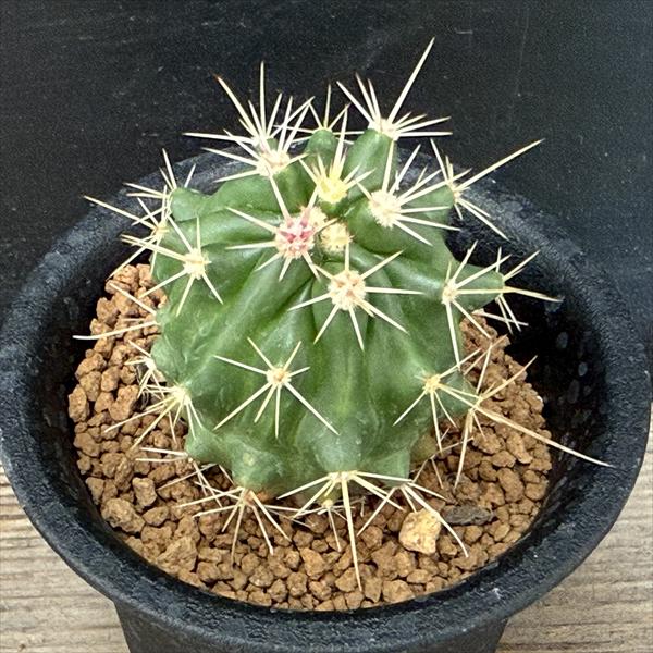 ���ܥƥ󡧥ե���������������˱�ʤ����ۤ��˼���*��4���