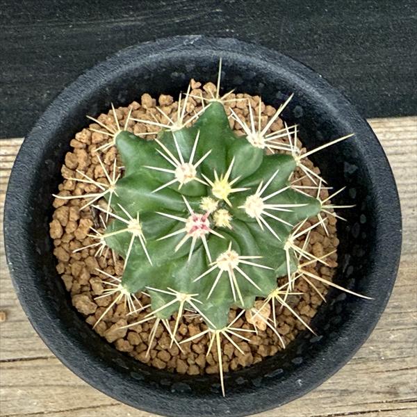 サボテン：フェロカクタス 赤鳳（せきほう）実生*幅4cm | サボテン