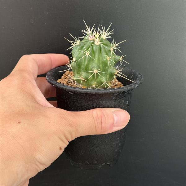 サボテン：フェロカクタス 赤鳳（せきほう）実生*幅4cm | サボテン