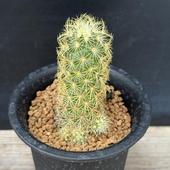 ܥƥ󡧥ޥߥꥢ ݡʤͤޤ *3