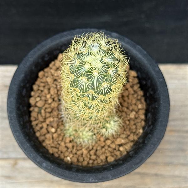 サボテン：マミラリア 黄金丸（こがねまる） 実生*幅3cm | サボテン