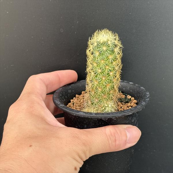 黄金明星　実生　マミラリア　サボテン 激安】黄金童子 黄金棘 金棘 美棘 美形 サボテン マミラリア 良