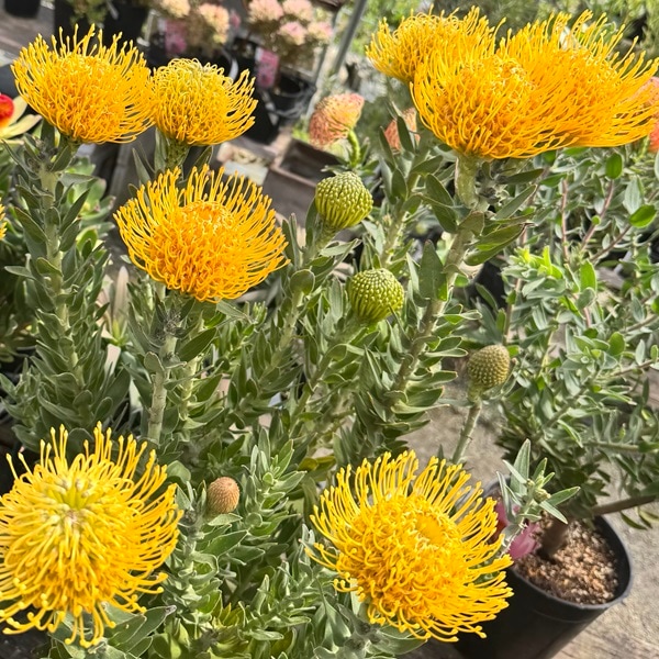 リューコスペルマム カーニバルイエロー　大株 リューコスペルマム カーニバルイエロー 大株