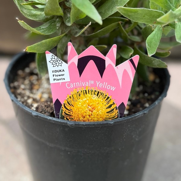 観葉植物 鉢花：リューコスペルマム カーニバルイエロー*リュウコ