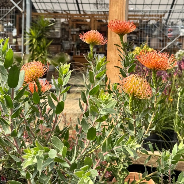 観葉植物 鉢花：リューコスペルマム コーディフォリウム*リュウコ