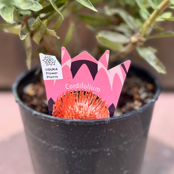 観葉植物 鉢花：リューコスペルマム コーディフォリウム*リュウコ