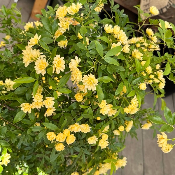 観葉植物 鉢花：黄モッコウバラ*木香バラ キモッコウバラ 8号 現品をお