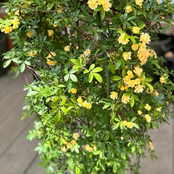 観葉植物 鉢花：黄モッコウバラ*木香バラ キモッコウバラ 8号 現品をお