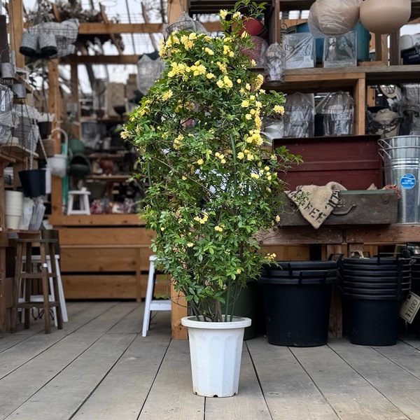 観葉植物 鉢花：黄モッコウバラ*木香バラ キモッコウバラ 8号 現品をお