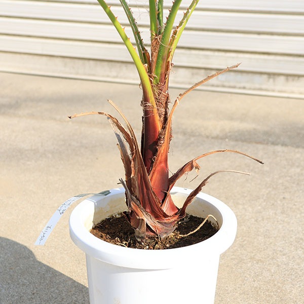 特大庭木 植木 ：ワシントンヤシ（ワシントン椰子） ヤシの木* 佐川