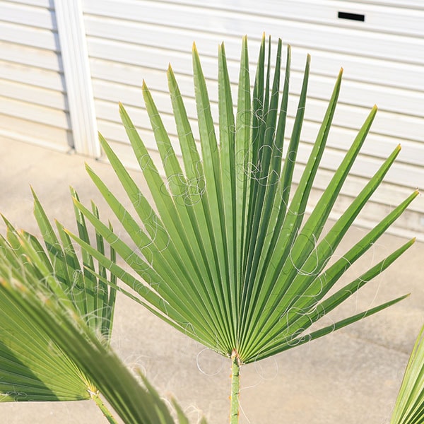 特大庭木 植木 ：ワシントンヤシ（ワシントン椰子） ヤシの木* 佐川