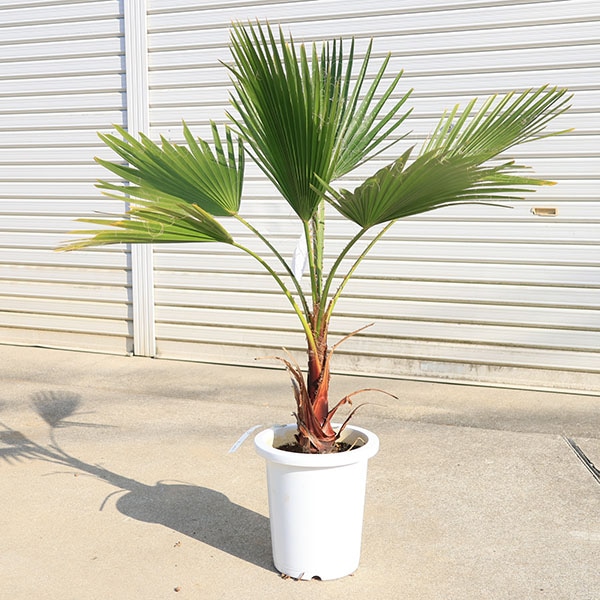 特大庭木 植木 ：ワシントンヤシ（ワシントン椰子） ヤシの木* 佐川