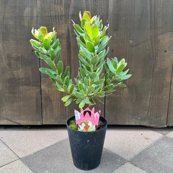 ȭ�� ���տ�ʪ����塼���ǥ�ɥ���  ���ޡ�����*5�桡��奦���ǥ�ɥ���