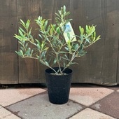 ���տ�ʪ�����꡼�֤���*5�桡�ͥХǥ��� �֥�󥳡����륰�쥳���ʼ����٤ޤ�