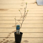 ���ڡ����ڡ��ե�������(��֥ޥ󥵥�)�֥롼����ɡ�*��4��ݥåȡ��������ޤ󤵤�