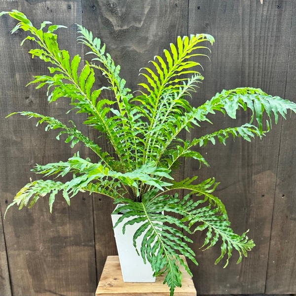観葉植物 西洋シダ植物：ブレクナム ギバム シルバーレディ*ロマリア 5