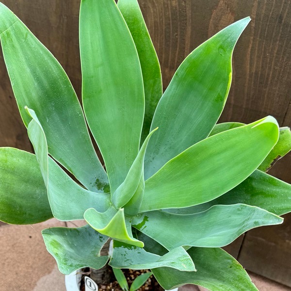 観葉植物：アガベ アテナータ*8号 現品1番 | 観葉植物,フロアサイズ