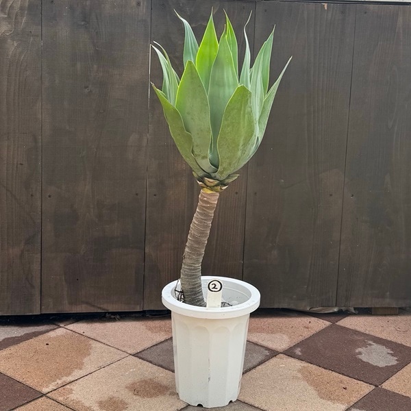 アガベ　アテナータ錦　　大株 アガベ アテナータ （幹立タイプ） – LAND KNOT PLANTS