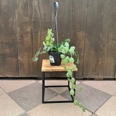 ���տ�ʪ���Ф����ݡ����꡼��ɥ��*4���ߤ�ȭ