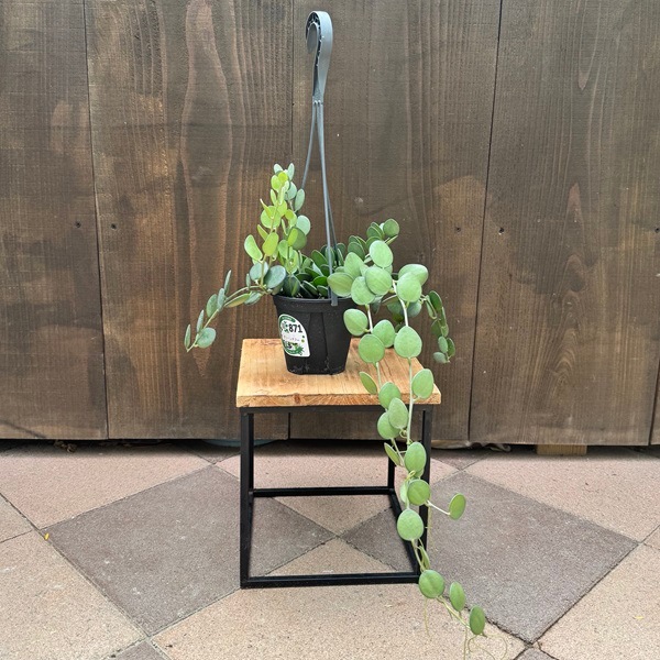 観葉植物：緑の太鼓 グリーンドラム*4号吊り鉢 | 観葉植物,吊り鉢