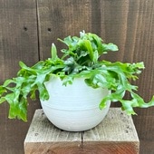 ���տ�ʪ���ԥ����� ���󥮥ե��ꥢ*���̵��ݥå�