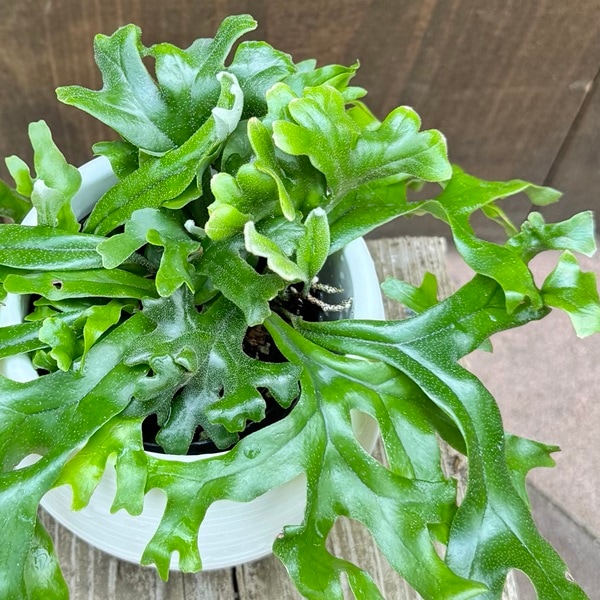 公式サイト 観葉植物：ピロシア 観葉植物 | ロンギフォリア*底面給水ポット その他観葉植物