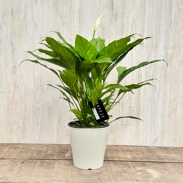 観葉植物：スパティフィラム ダイアモンド*5号プラポット 斑入り