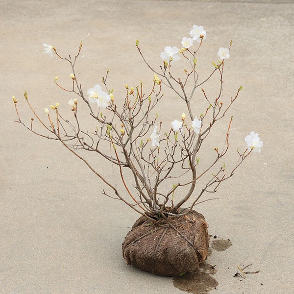 ���ڡ����ڡ������ĥĥ��ʸ��������ˤ��󤫤��ĤĤ�����֡����*