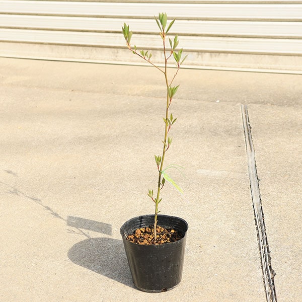 ���ڡ������� �������⥸�ʹ�ʸ����*�����⤸���ݥå�