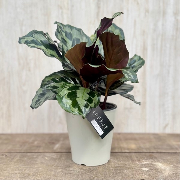 観葉植物：ゲッペルティア ドレスレリー ヘレン ケネディ*5号