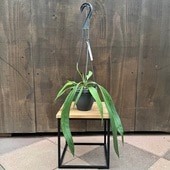���տ�ʪ�����󥹥ꥦ�ࡡ�ӥå���ե��ꥦ��*4���ߤ� Anthurium Vittarifolium