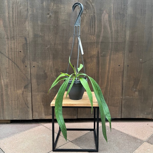 アンスリウム　ビッタリフォリウム【吊り鉢ごと】 楽天市場】観葉植物/アンスリウム：ビッタリフォリウム 4号吊り