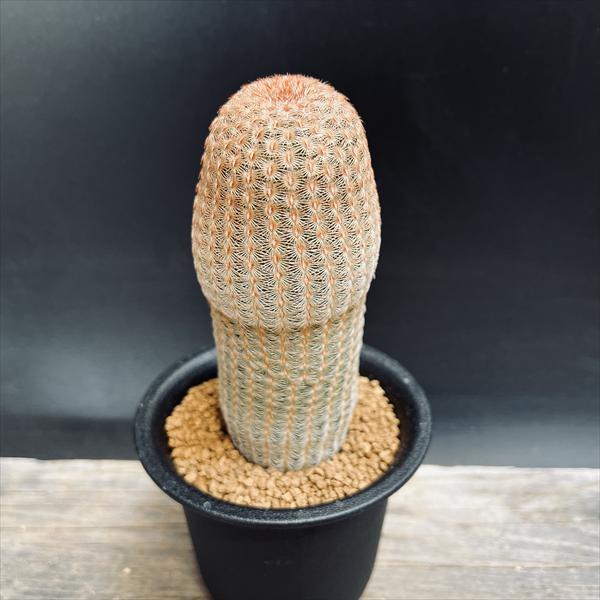 サボテン：エキノケレウス 白花太陽 実生*幅5cm | サボテン